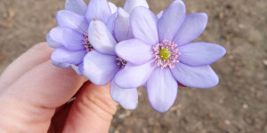Beitragsbild des Blogbeitrags Wunderschöner Frühlingsbeginn im Wald!