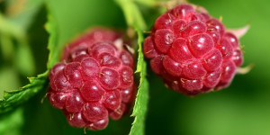 Beitragsbild des Blogbeitrags Wie wäre es mit eigenen Himbeeren auf dem Balkon? 