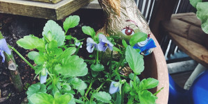 Beitragsbild des Blogbeitrags Balkongarten – da blüht was!