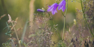 Beitragsbild des Blogbeitrags Die Glockenblume als blühende Schönheit auf dem Balkon 