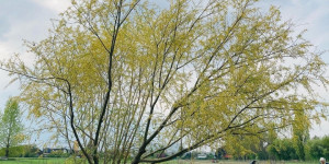 Beitragsbild des Blogbeitrags Rückblick #1: Start der Selbsternteparzelle im vergangenen Jahr