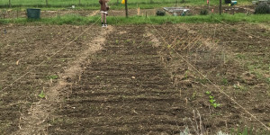 Beitragsbild des Blogbeitrags Im Garten