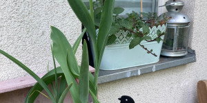 Beitragsbild des Blogbeitrags Tulpenblüte.. 