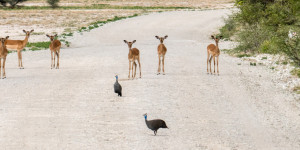 Beitragsbild des Blogbeitrags Government Chicken