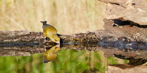 Beitragsbild des Blogbeitrags Am Vogel-Pool
