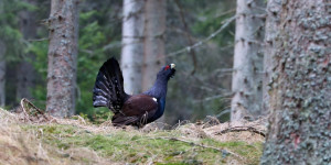 Beitragsbild des Blogbeitrags Im Reich des Auerhahns