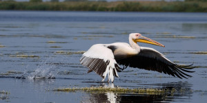 Beitragsbild des Blogbeitrags Im Delta