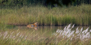 Beitragsbild des Blogbeitrags Dem Tiger auf der Spur