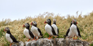 Beitragsbild des Blogbeitrags Puffling Patrol