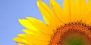 Beitragsbild des Blogbeitrags Übersetzungen ohne Sommerpause