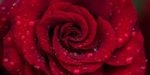 Beitragsbild des Blogbeitrags 14. Februar Valentinstag – lass‘ Blumen sprechen und rote Rosen soll es auch regnen 