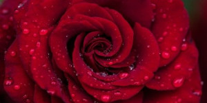 Beitragsbild des Blogbeitrags 14. Februar Valentinstag – lass‘ Blumen sprechen und rote Rosen soll es auch regnen