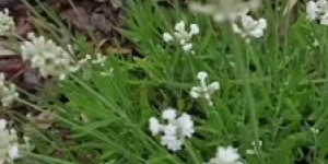 Beitragsbild des Blogbeitrags Omas Rosengarten