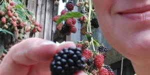 Beitragsbild des Blogbeitrags Der Brombeer-Dschungel:
Kochliebekrista bei der Ernte, die Verwertung folgt in Bälde