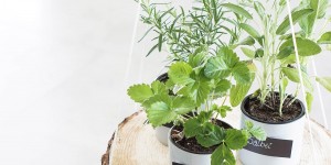 Beitragsbild des Blogbeitrags DIY: Kräuter-Blumenampel selber machen