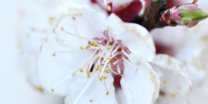Beitragsbild des Blogbeitrags Fotografisch durch die Jahreszeiten: Frühling