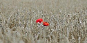 Beitragsbild des Blogbeitrags Fotografisch durch die Jahreszeiten: Sommer