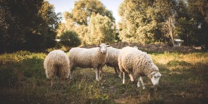 Beitragsbild des Blogbeitrags Hol dir bis zu € 1.000,- Förderung für deine landwirtschaftliche Website