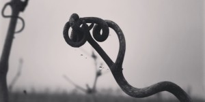 Beitragsbild des Blogbeitrags 20 Weinstöcke zu Weihnachten 