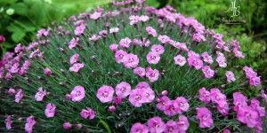 Beitragsbild des Blogbeitrags Sunday Mood 