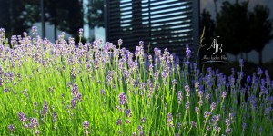 Beitragsbild des Blogbeitrags Sunday Mood 