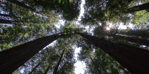 Beitragsbild des Blogbeitrags Redwood National Park 
