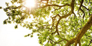 Beitragsbild des Blogbeitrags Aus dem Sumpf und in die Sonne: 6 Helferlinnen, wenn wieder einmal alles grau in grau erscheint.