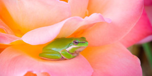 Beitragsbild des Blogbeitrags Frühjahrsputz, iss den Frosch!