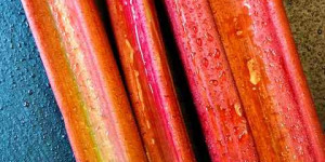 Beitragsbild des Blogbeitrags Mit Kaiserkronen Wühlmäuse vertreiben: Ein Erfahrungsbericht 