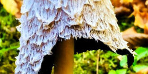 Beitragsbild des Blogbeitrags Gefährlicher Rhabarber: Die Ernte-Deadline 