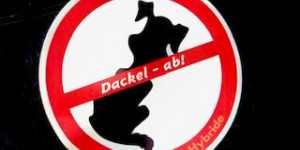 Beitragsbild des Blogbeitrags Stachelbeeren: Über guten Geschmack lässt sich streiten