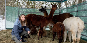 Beitragsbild des Blogbeitrags Lampaka Ranch in Freistadt und die Frage, ob es Lampakas tatsächlich gibt 