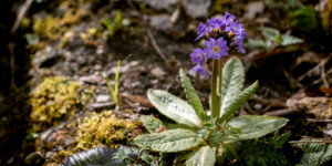 Beitragsbild des Blogbeitrags Alpengarten Bad Aussee: Ein Muss für alle Pflanzenfans