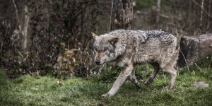 Beitragsbild des Blogbeitrags „Meines Erachtens haben wir für die Wolfspopulation den sogenannten günstigen Erhaltungszustand erreicht.“ – Theo Grüntjens 