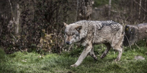 Beitragsbild des Blogbeitrags „Meines Erachtens haben wir für die Wolfspopulation den sogenannten günstigen Erhaltungszustand erreicht.“ – Theo Grüntjens