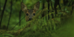 Beitragsbild des Blogbeitrags Wie Wald mit Wild gelingen kann – ein  Praxisbeispiel. 