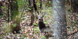 Beitragsbild des Blogbeitrags Prädikat: ökologisch wertvoll – Ein Plädoyer für unser Schalenwild. 