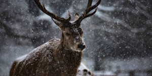 Beitragsbild des Blogbeitrags Im Winter trägt der Hirsch Schal 