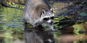 Beitragsbild des Blogbeitrags DNA-Spuren im Wasser verraten Wildtier-Präsenz