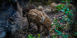 Beitragsbild des Blogbeitrags Über das Fortpflanzungspotential der Wildschweine 