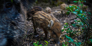 Beitragsbild des Blogbeitrags Über das Fortpflanzungspotential der Wildschweine