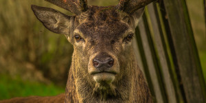 Beitragsbild des Blogbeitrags Jagd und Tierschutz – starke Allianzen und neue Wege