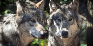 Beitragsbild des Blogbeitrags Lebensschatzkiste 64 – Der mit dem Wolf tanzt