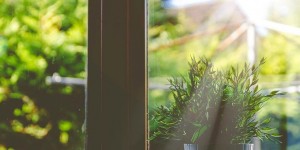 Beitragsbild des Blogbeitrags 5 Ways Indoor Plants will Change Your Life!