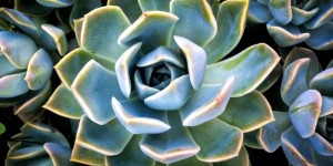 Beitragsbild des Blogbeitrags Architecture inspired by nature