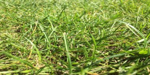 Beitragsbild des Blogbeitrags Shades of green: why green should be your favorite color!