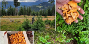 Beitragsbild des Blogbeitrags Der Sommer ist vorbei - Summer is over 