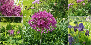 Beitragsbild des Blogbeitrags Lila Blumen im Mai - Purple Flowers in May