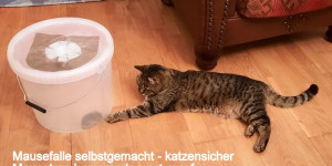 Beitragsbild des Blogbeitrags Mausefalle – Mousetrap – DIY