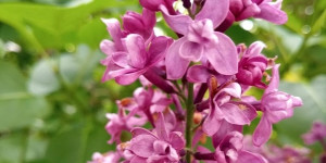 Beitragsbild des Blogbeitrags Flieder im Mai - Lilacs in May 